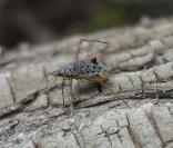 Giant Willow aphid